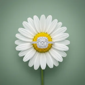 Diamond ring on daisy flower